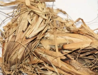 Vetiver