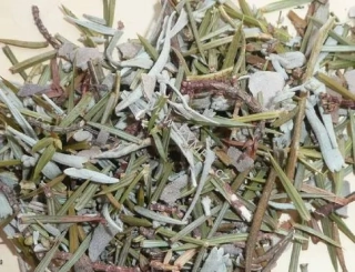 Oraibi