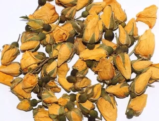 Růže Damašská - žlutá poupata