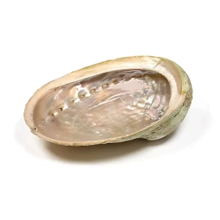 Abalone mušle L