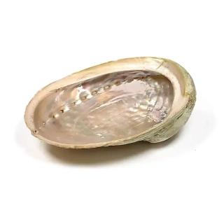 Abalone mušle XL