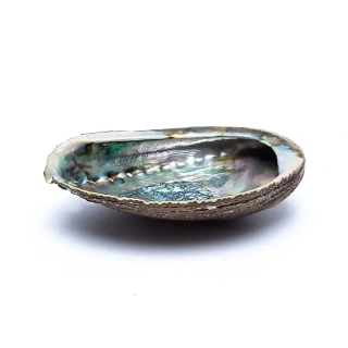Zelená abalone mušle Haliotis