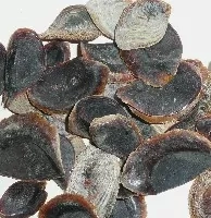 Onycha