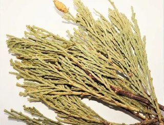 CEDAR KADIDLOVÝ