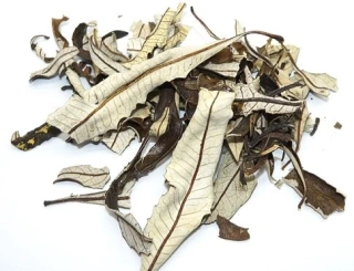 YERBA SANTA