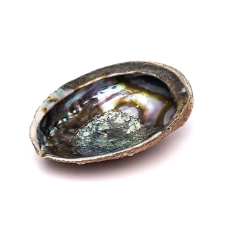 Zelená abalone mušle Haliotis